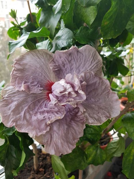  - HIBISCUS 2020