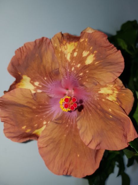  - HIBISCUS 2020