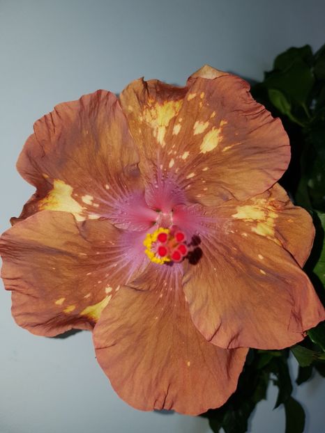  - HIBISCUS 2020