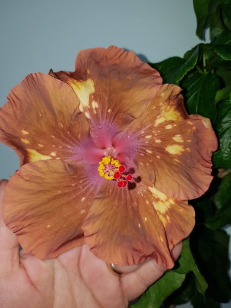  - HIBISCUS 2020