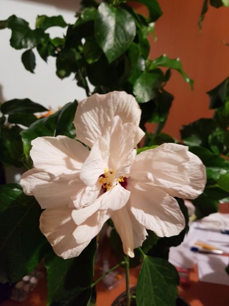  - HIBISCUS 2020