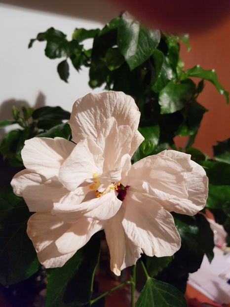  - HIBISCUS 2020