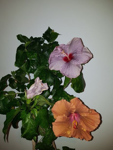  - HIBISCUS 2020