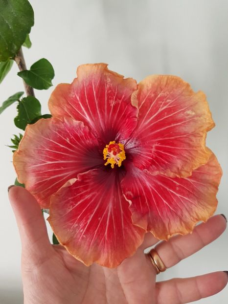  - HIBISCUS 2020