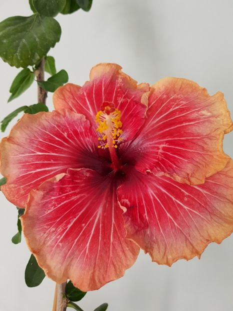  - HIBISCUS 2020