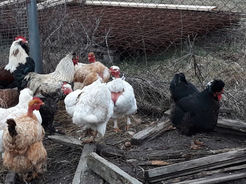  - 3-gaini motate barboase si golase 2020