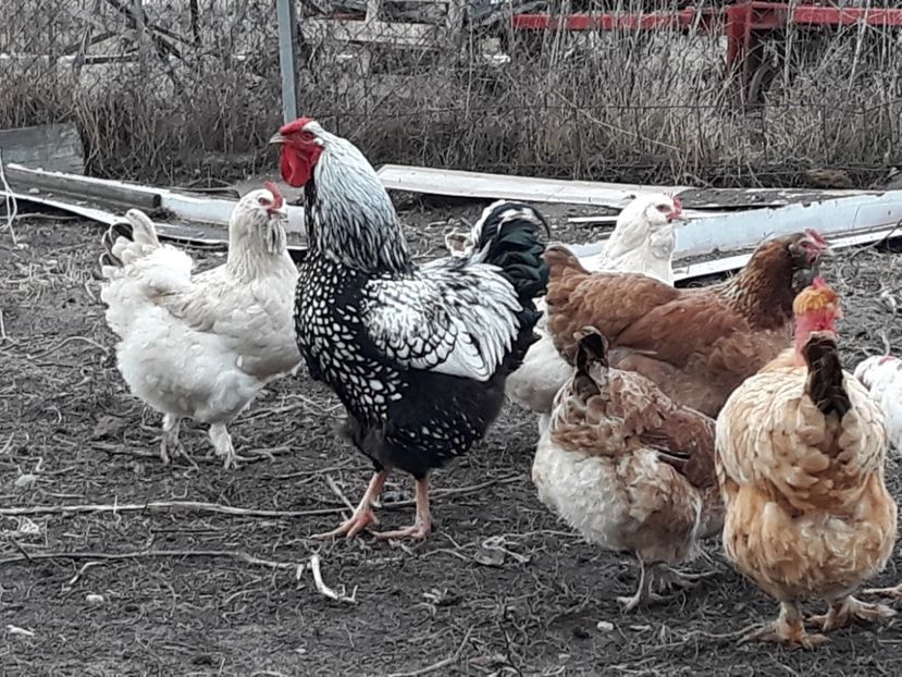 Wiandote argintiu - 3-gaini motate barboase si golase 2020