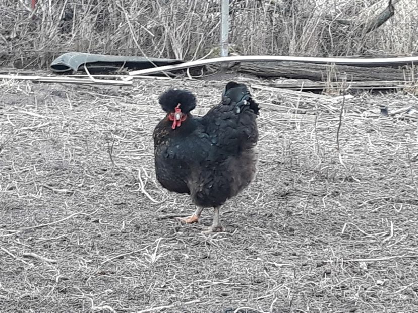 Cu un mot pe masura - 3-gaini motate barboase si golase 2020