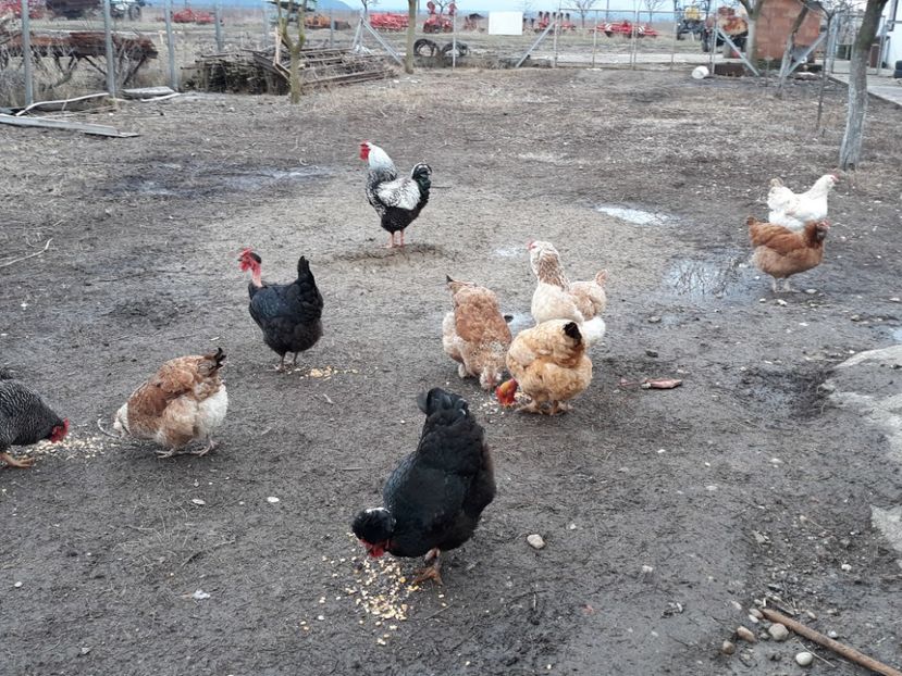  - 3-gaini motate barboase si golase 2020