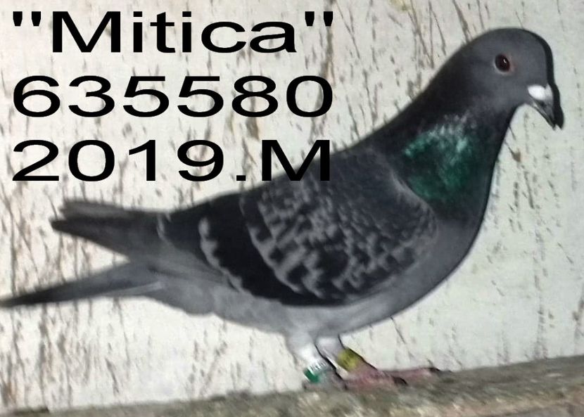 2019.0635580 (2) - 2 MATCA 2020