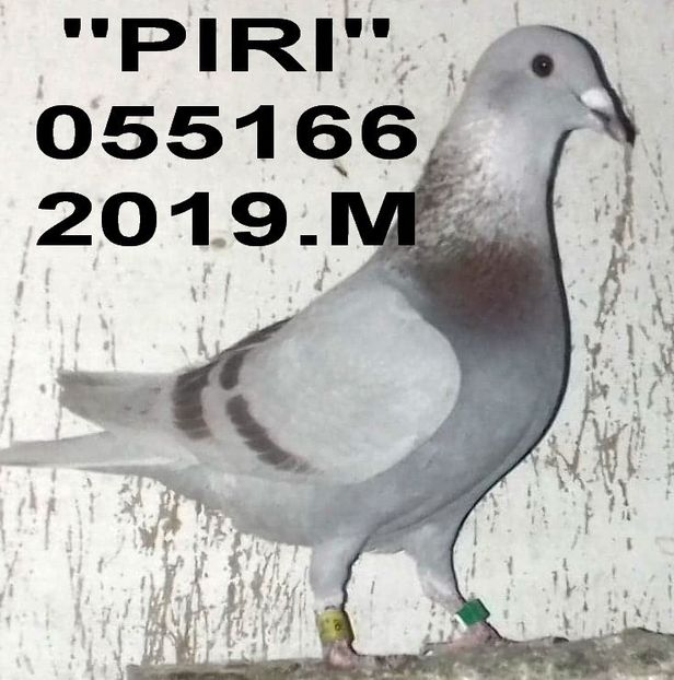 2019.055166. - 2 MATCA 2020