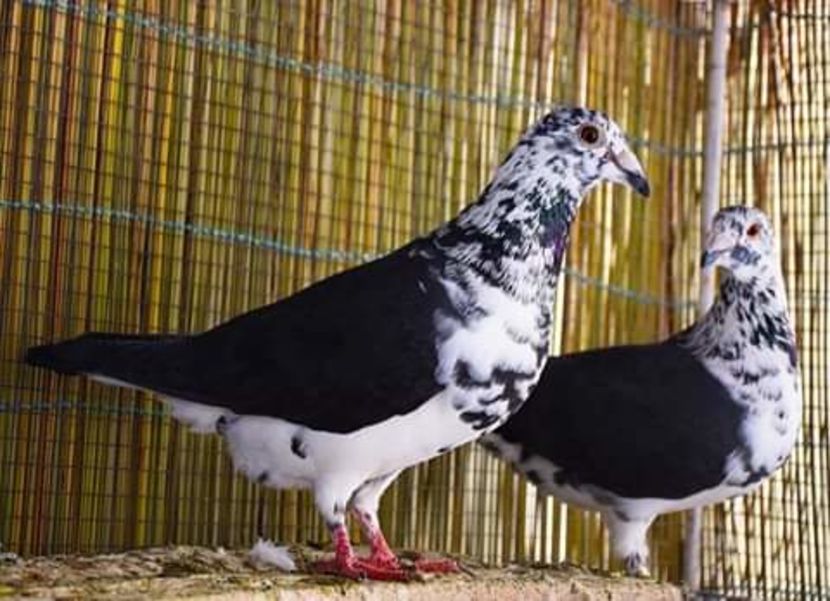  - NU AMI APARTIN 2020