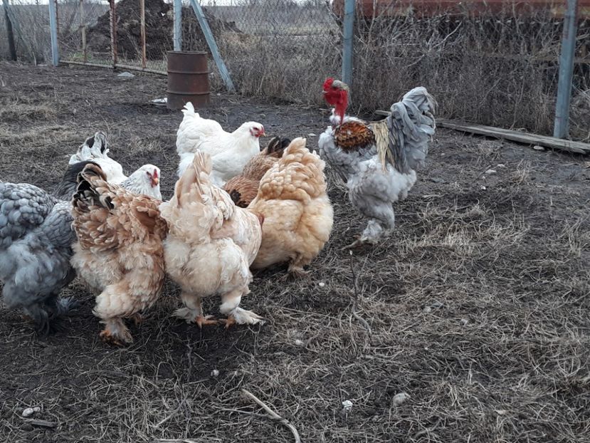 Un golas scos din silver orange - 3-gaini motate barboase si golase 2020