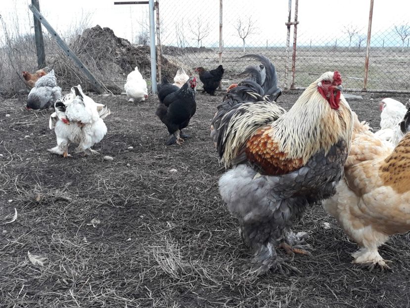 Brahma - 3-gaini motate barboase si golase 2020