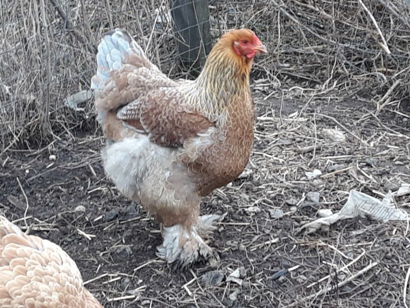 Potarnichiu pe albastru - 3-gaini motate barboase si golase 2020