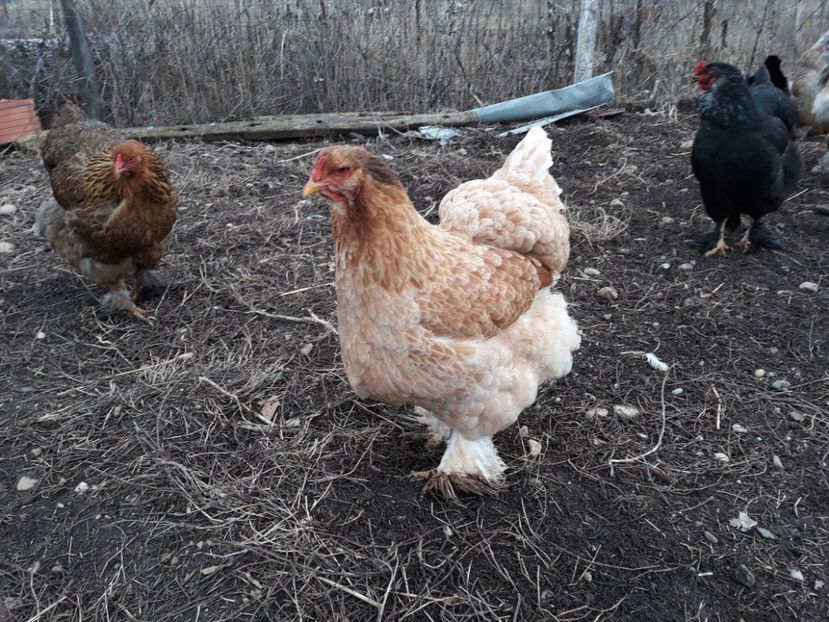 Somon - 3-gaini motate barboase si golase 2020