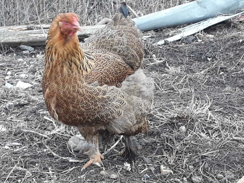 Potarnichiu pe negru - 3-gaini motate barboase si golase 2020