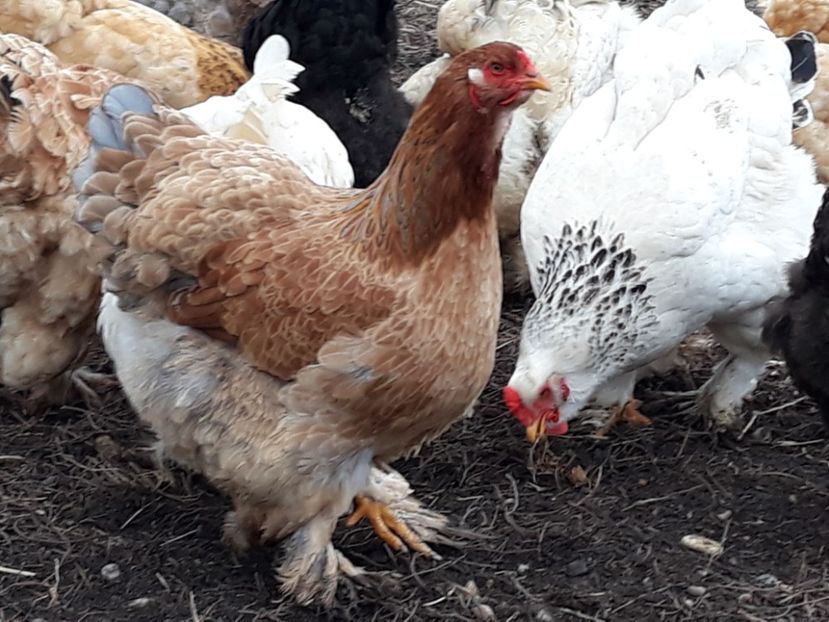 Columbia pe albastru - 3-gaini motate barboase si golase 2020