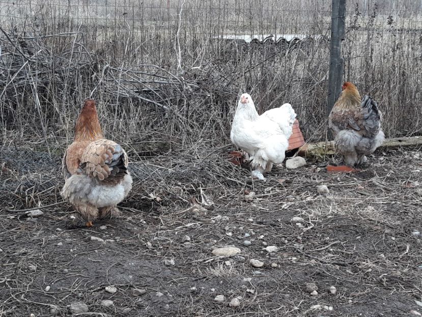  - 3-gaini motate barboase si golase 2020