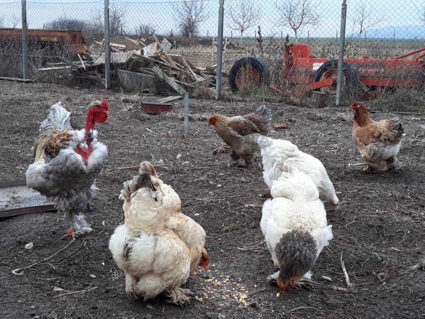  - 3-gaini motate barboase si golase 2020