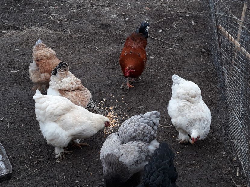  - 3-gaini motate barboase si golase 2020