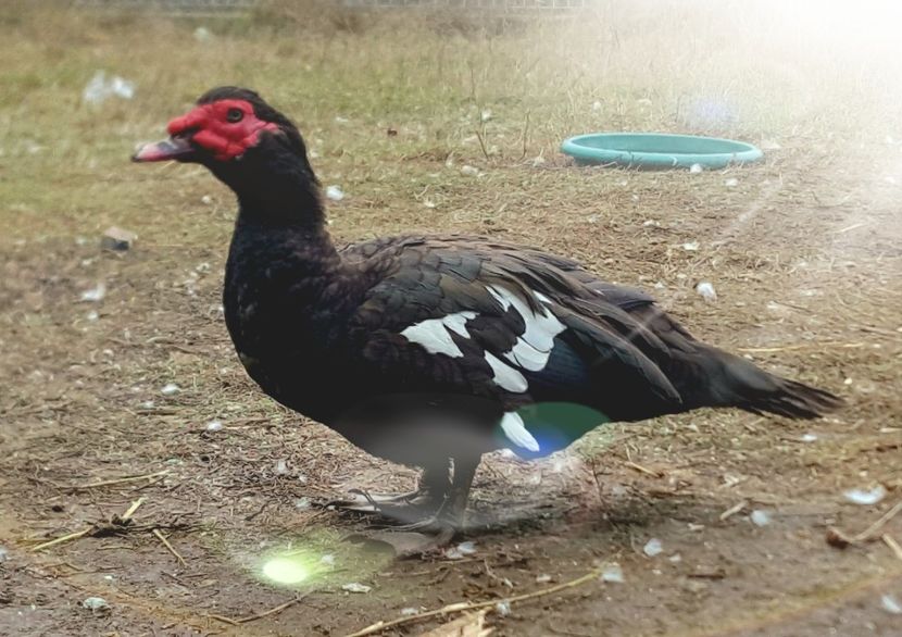 Uriasul - 0001 rate lesesti matca 2020 lot 1