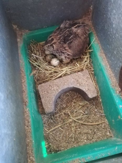  - Prepeliță closca