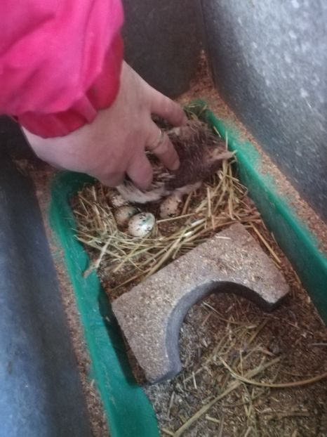  - Prepeliță closca