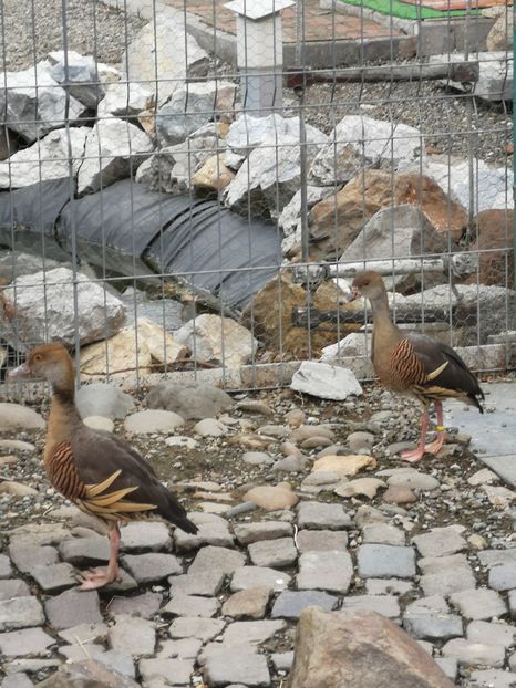 Femela 2017 - Gisca Fluieratoare Cu Secera