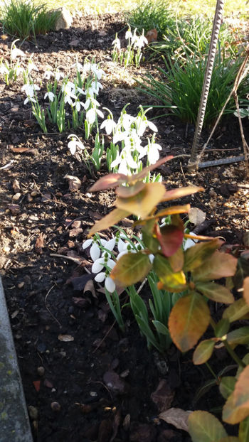 galanthus spp.(ghiocei) - Gradina si terasa PrimaLuce_7-Hello 2020