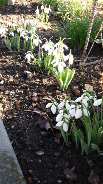 galanthus spp.(ghiocei) - Gradina si terasa PrimaLuce_7-Hello 2020