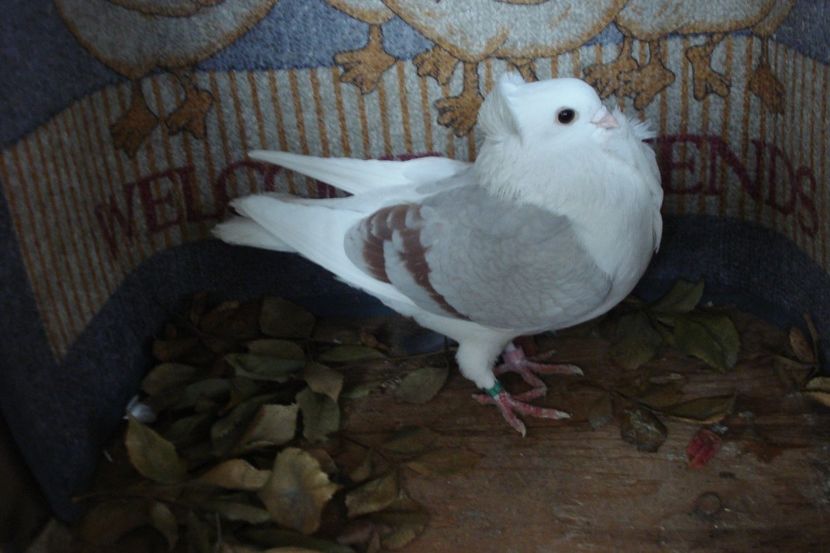 213- 2019 f5 - perechile 2020