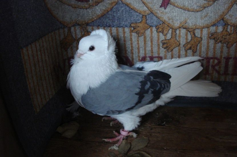 623-2018 f7 - perechile 2020