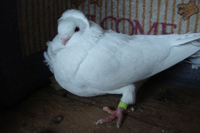 109-2017 f 15 - perechile 2020