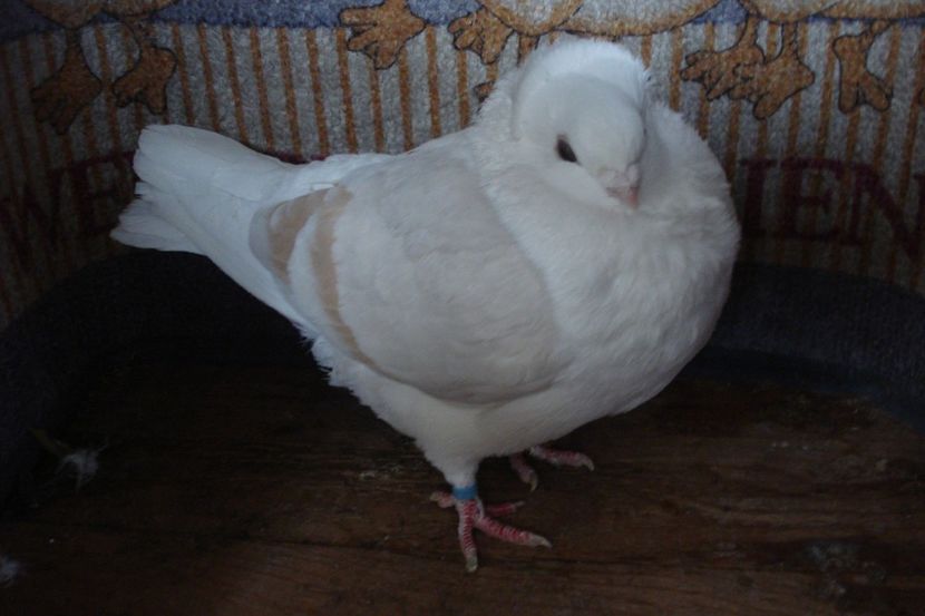 606-2018 f6 - perechile 2020