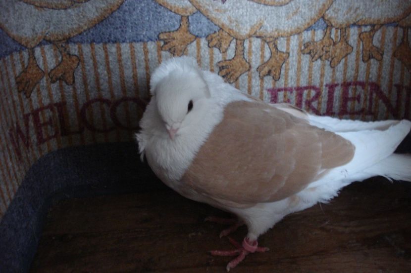 223-2019 f 23 - perechile 2020