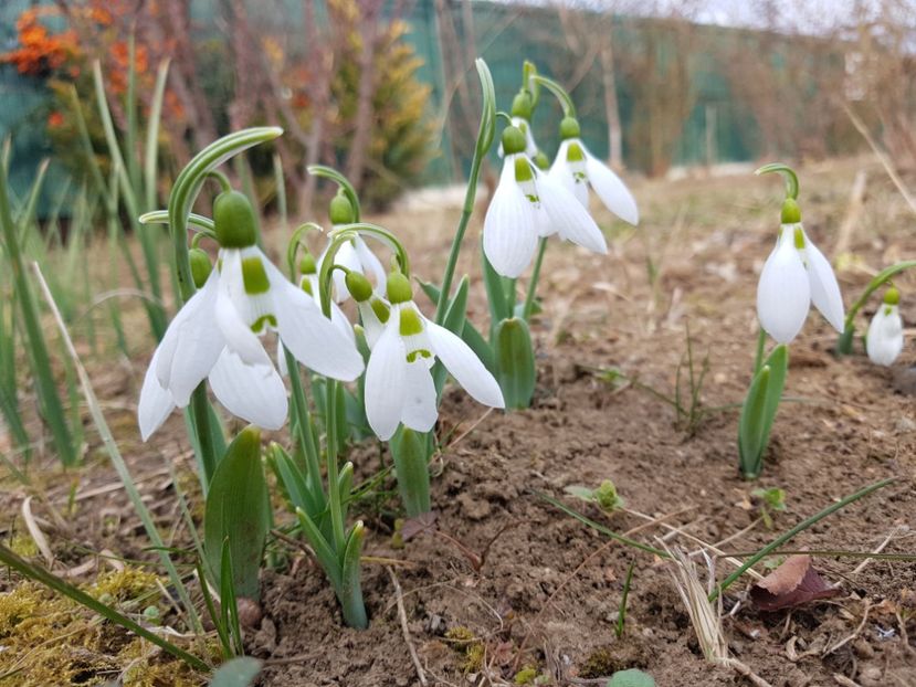 Galanthus - 12_2020 Ianuarie_Februarie