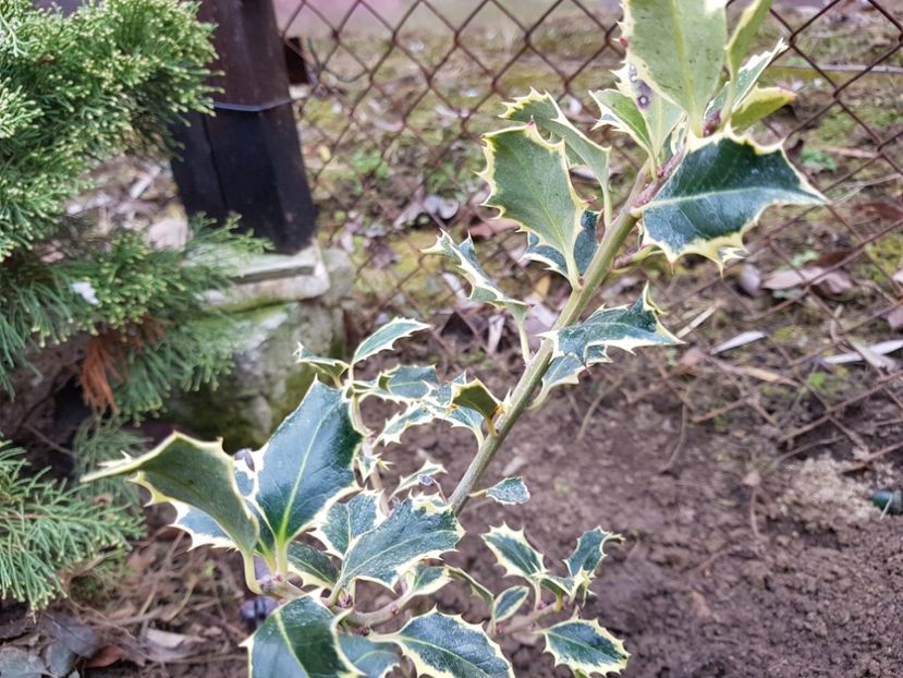 Ilex Silver Queen - 12_2020 Ianuarie_Februarie