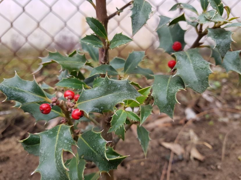 Ilex aquifolium - 12_2020 Ianuarie_Februarie