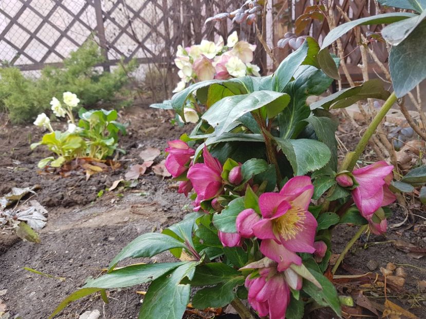 Ice N Roses Pink - 2020 Helleborus