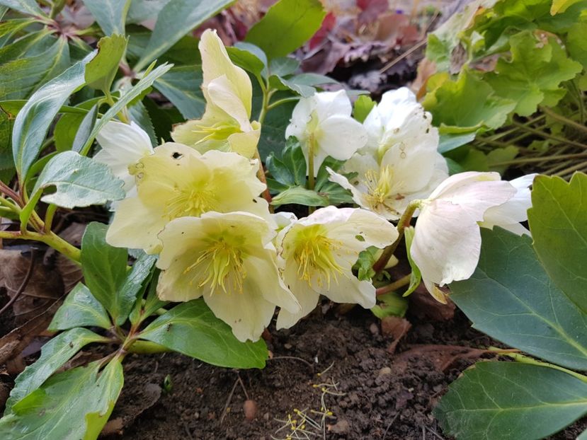 Snow Cristal - 2020 Helleborus