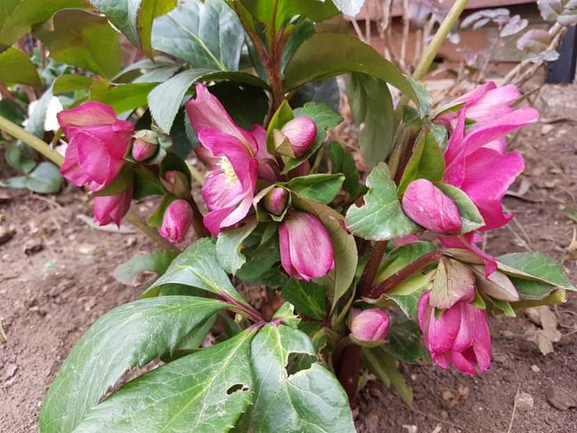 Ice N Roses Pink - 2020 Helleborus