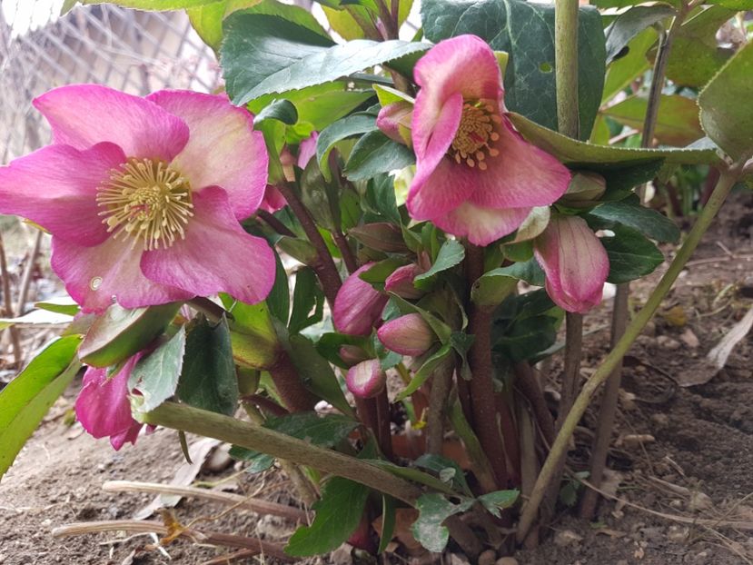 Ice N Roses Pink - 2020 Helleborus