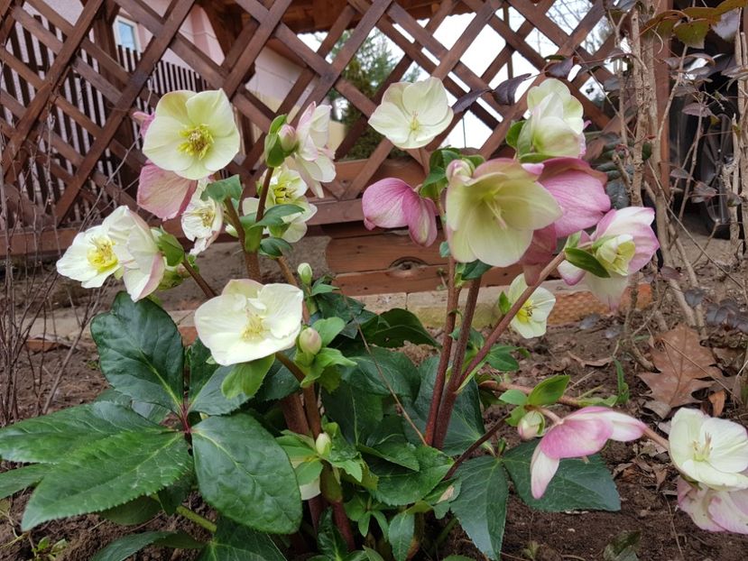 Rosetta - 2020 Helleborus