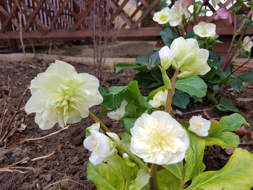 Snow Frills - 2020 Helleborus