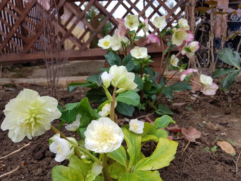 Snow Frills - 2020 Helleborus