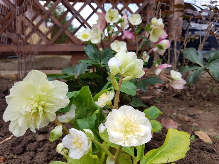 Snow Frills - 2020 Helleborus