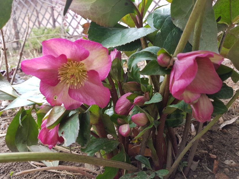Ice N Roses Pink - 2020 Helleborus