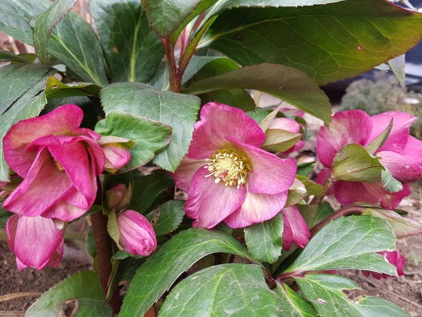 Ice N Roses Pink - 2020 Helleborus