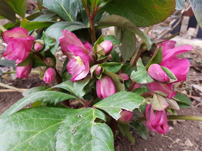 Ice N Roses Pink - 2020 Helleborus